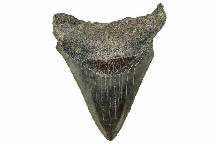 Serrated, Fossil Megalodon Tooth - South Carolina #321257